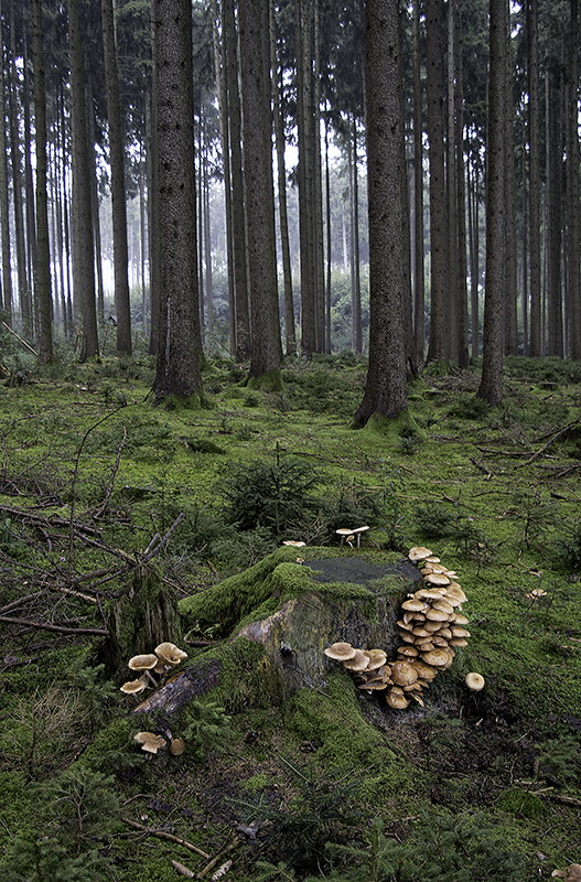 Allgäu 09 - 2014 - 20140909_0303 Kopie.jpg - Ein Waldspaziergang in der Nähe des Bannensees. Wir sehen weit und breit keine Menschenseele
